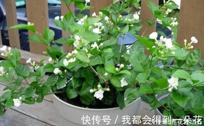养茉莉花发现4种枝条,正确的方法是及时剪掉,否则会影响开花