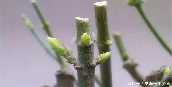 茉莉花不用花钱买，家里有一盆变出好多盆，全靠这一招！