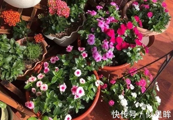 蓝雪|2种花不怕热，越热越开花，一开200多天，现在种1个月就开爆！