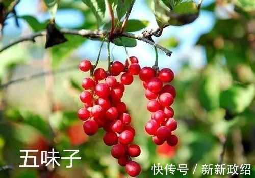 疏肝|药王孙思邈:1个妙方5味药,疏肝、养心、健脾、温肾,大补五脏!