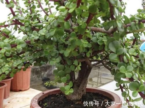 观赏价值|张大爷不喜欢绿萝,家里就养“它”,摆客厅显得“高档”,值钱