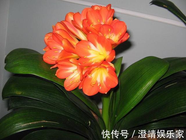 君子兰的“叶片”，别随便剪，否则一年都不会有花开，长不旺