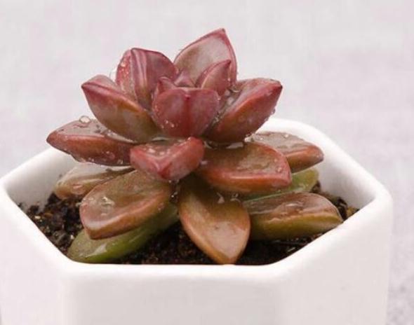 多肉换盆土或移植时,土壤里需要再拌入肥料吗,答案来了
