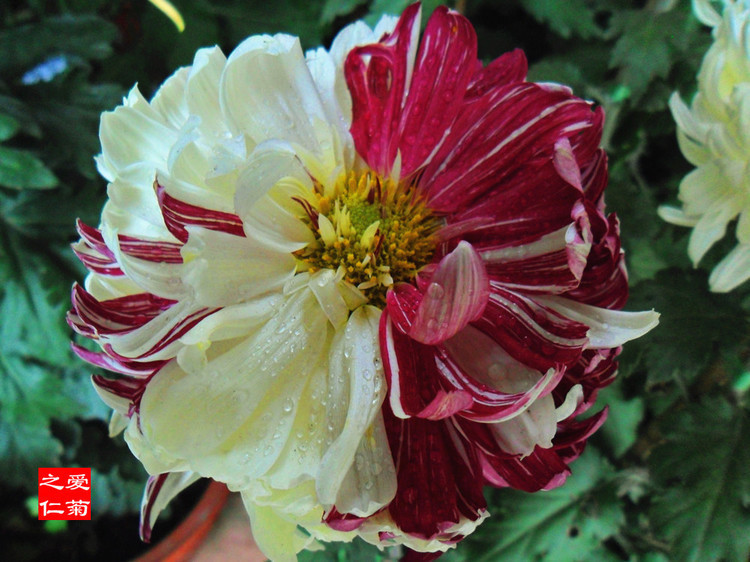 喜欢菊花，不如养盆“菊中珍品”鸳鸯荷，花开似鸳鸯，娇艳欲滴！