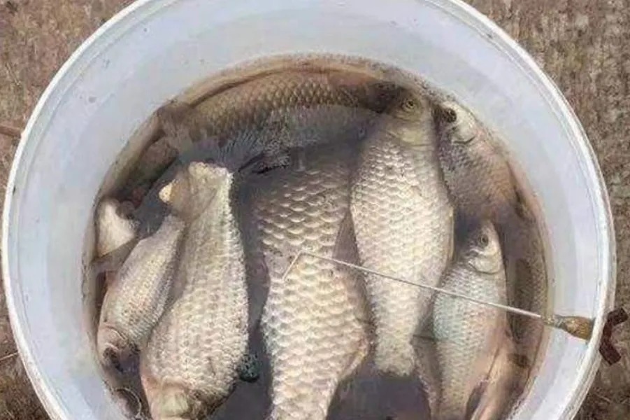 串钩|气温低,鲫鱼反而更好钓?二十年老司机坦言:不信你试试这钓法