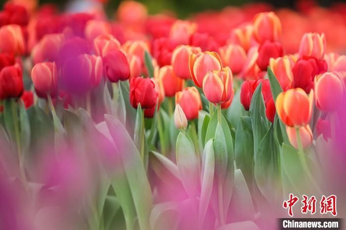 沉浸式|荷兰主题沉浸式花艺装置在广州揭幕