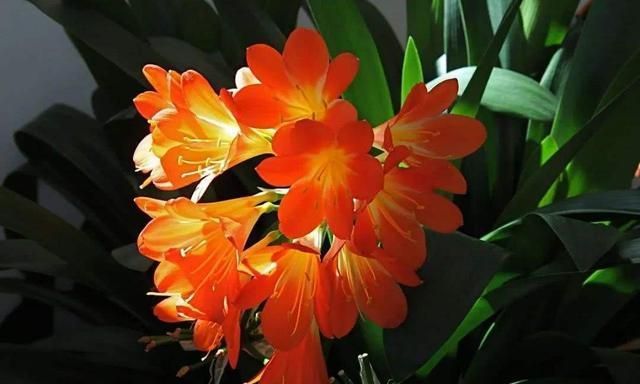 废油|君子兰长势差,盆里倒上“三废渣”,根系有劲,次月涌现“群花”