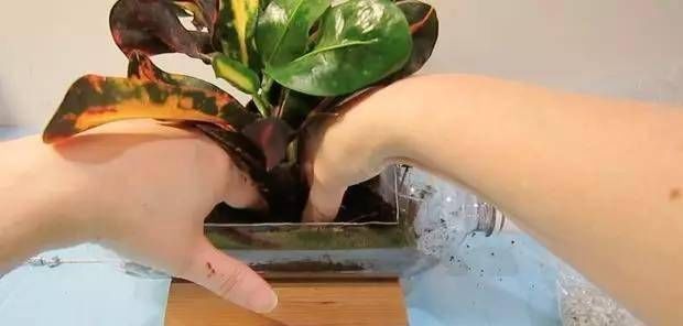 浇水|太神奇了！她在塑料瓶里种蔬菜，一年都吃不完！