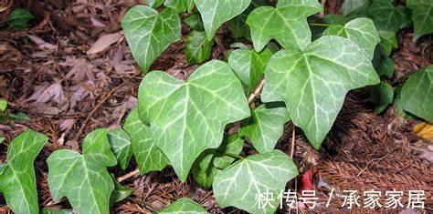 繁花似锦|农历7月5号起,最适合养这些花,四季繁花似锦,花量大又好养