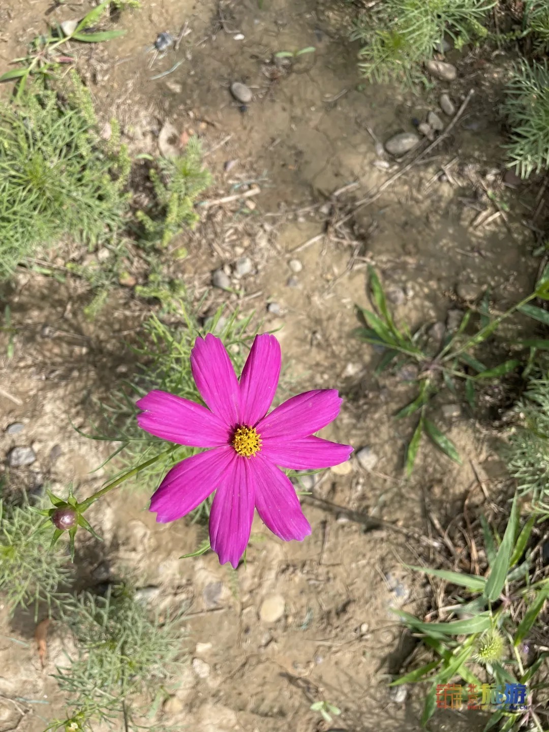 雏菊|北京亦庄超大规模雏菊花海正在盛花期，五颜六色，颜值爆表！