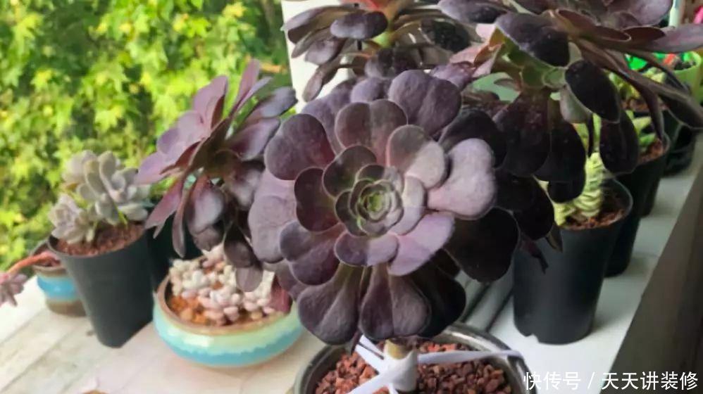 多肉植物黑法师怎么砍头,砍头后一株变多株