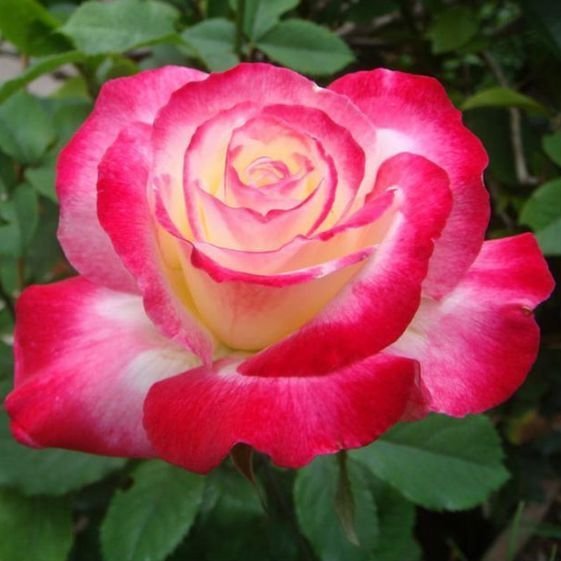 漂亮|4种最漂亮的花，春天必须来一盆，个个开花大、颜值高！