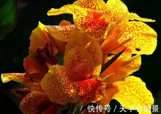 欧月藤月|花期长达200天，好养漂亮，花色鲜艳，越晒花开越多，超美