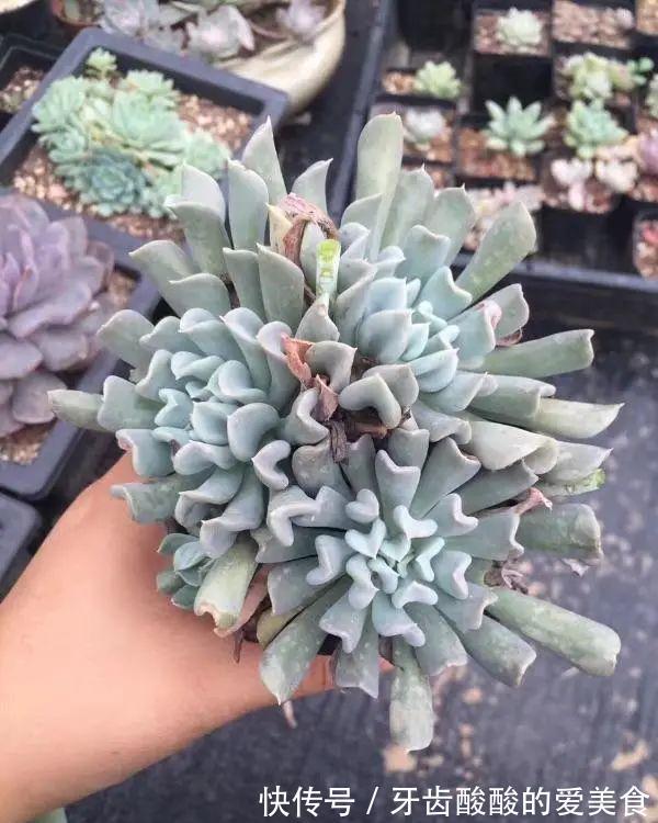 1个盆里塞800棵多肉，鼓到爆炸，看都不敢看