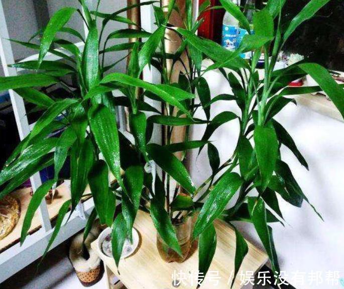 主干|水培富贵竹,春节前后养不活,聪明人都玩养成,在夏秋入手