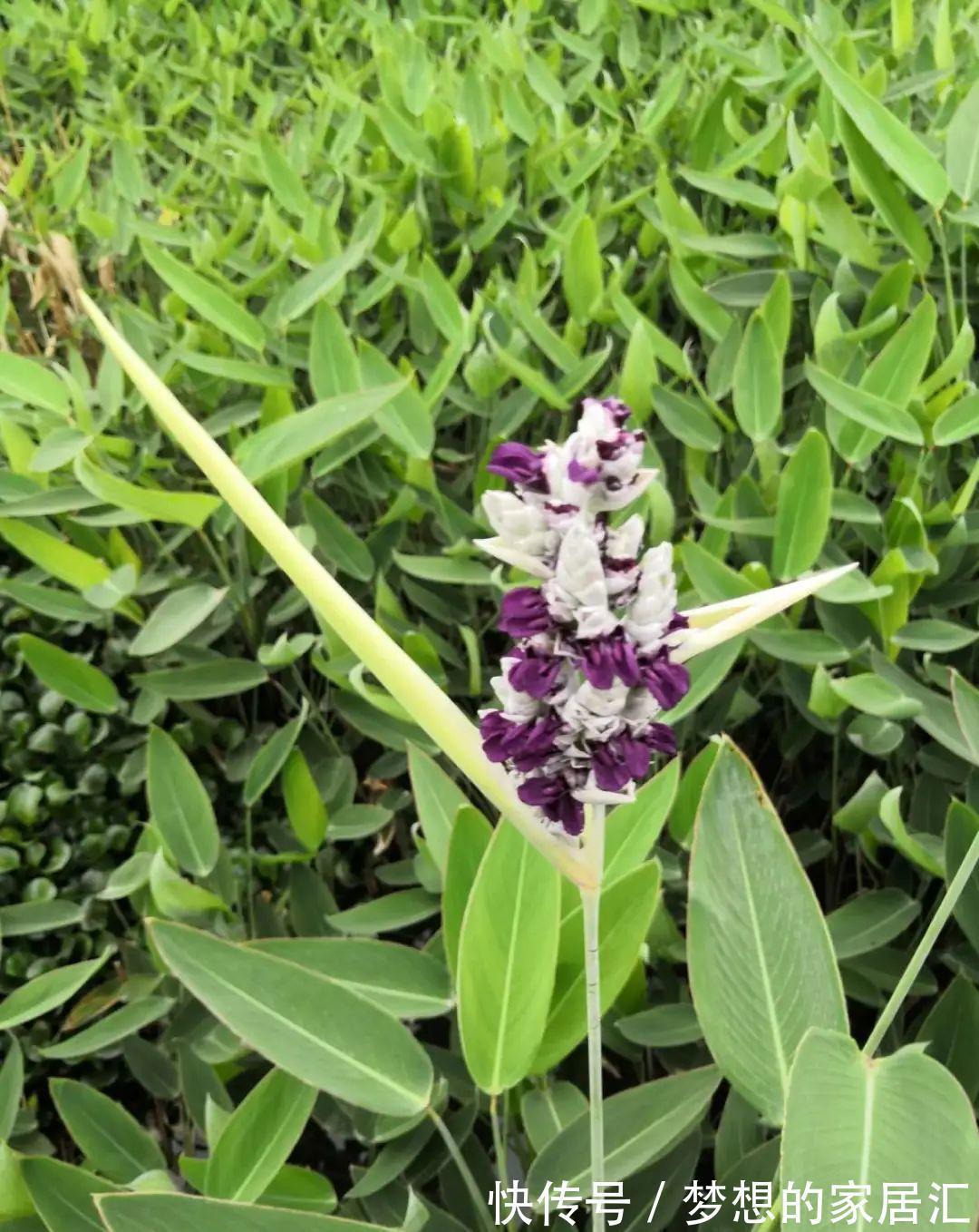 10种花太能喝水，一天一瓢水，7天爆满缸