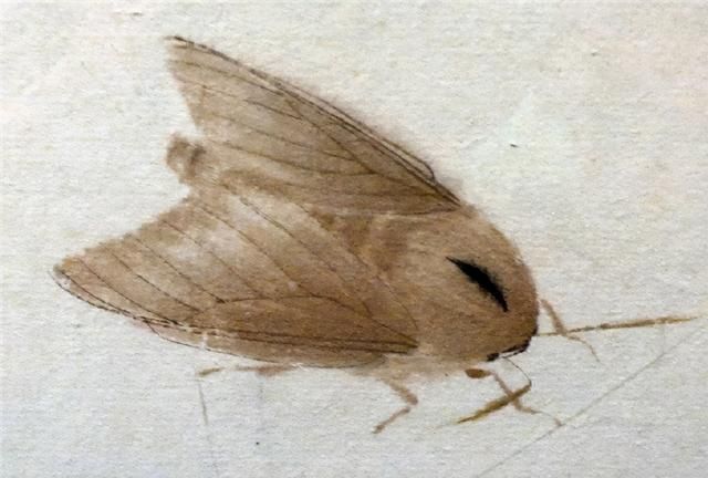 齐白石&齐白石画知了,以为是照片打印出来的,画得像活捉的一样