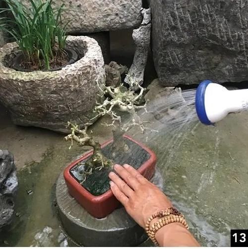 双干式盆景不一定要连体，两株对节白蜡即能成双杆，要不试试？