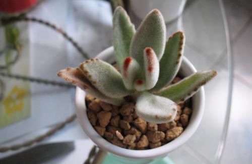 养多肉，在这些“时候”真的不需要动手控水