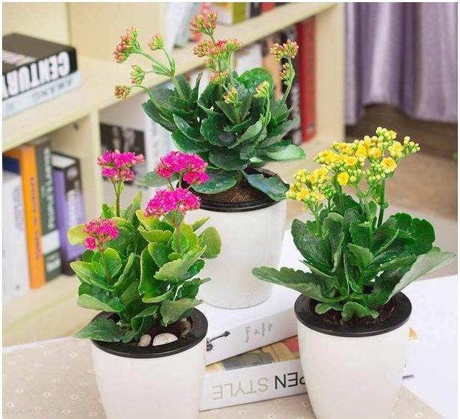 酸二氢钾|冬天最适合养以下几种花,好养又易爆盆,零下的温度也冻不死