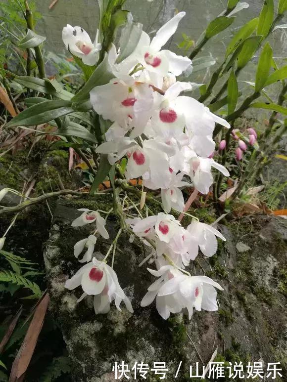 还在养绿萝家里养盆“香香花”,好看好闻,清香四溢精神好!