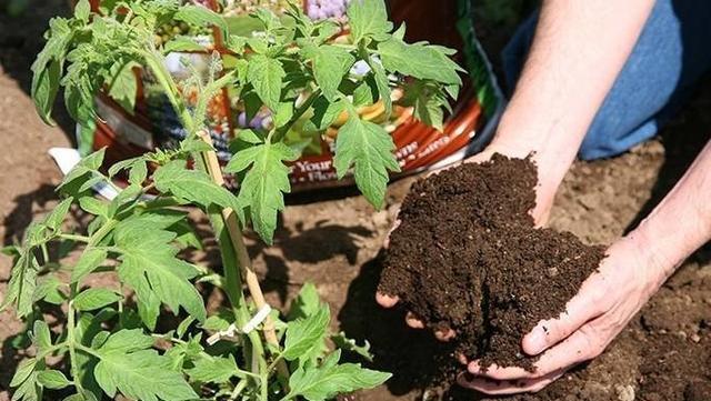 茶花、月季是南方的植物，养护时该用什么土壤酸性还是碱性