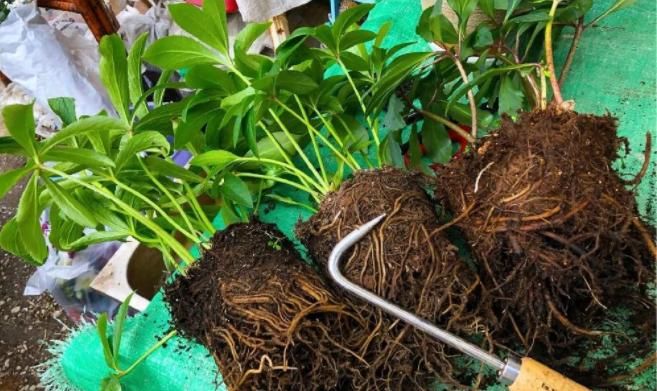 养花怎么换盆不出问题？记住这些“干货”，盆栽长得好