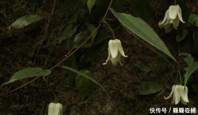 藤本皇后|若在山里遇见它,请别犹豫,马上移栽家中,值得你这么做!