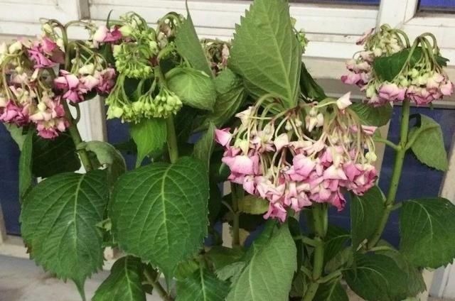 6种花一天不浇水,叶子就耷拉,缺水3天就死翘