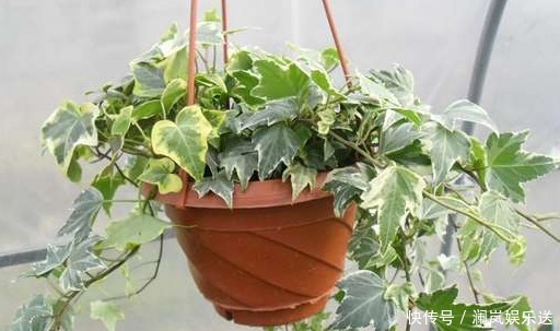 根系|8种最适合水培的盆栽植物介绍！不用照顾就能活，养花杀手的福音