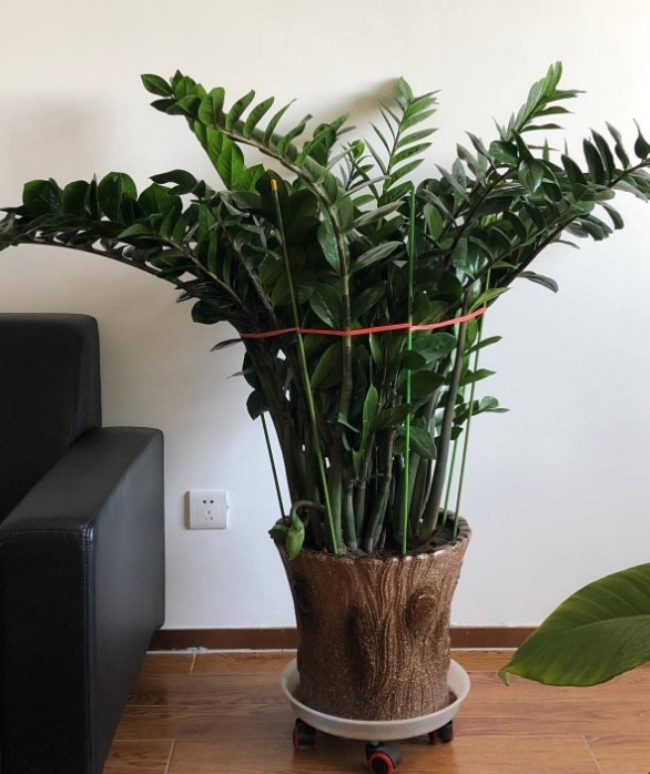 金钱树长得快、蹿新芽，注意一个问题，叶子绿得冒油！