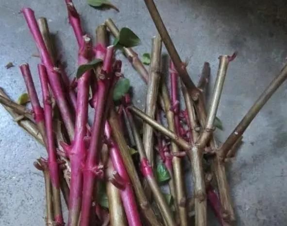 姬小菊|5种花,趁现在“赶紧扦插”,生根快,长得快,一个月就开花