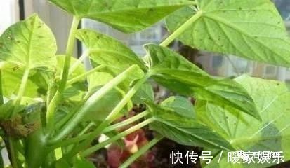 浇灌|花卉盆栽“喝点酒”,不黄叶、不烂根,越长越旺,叶子绿、开花多
