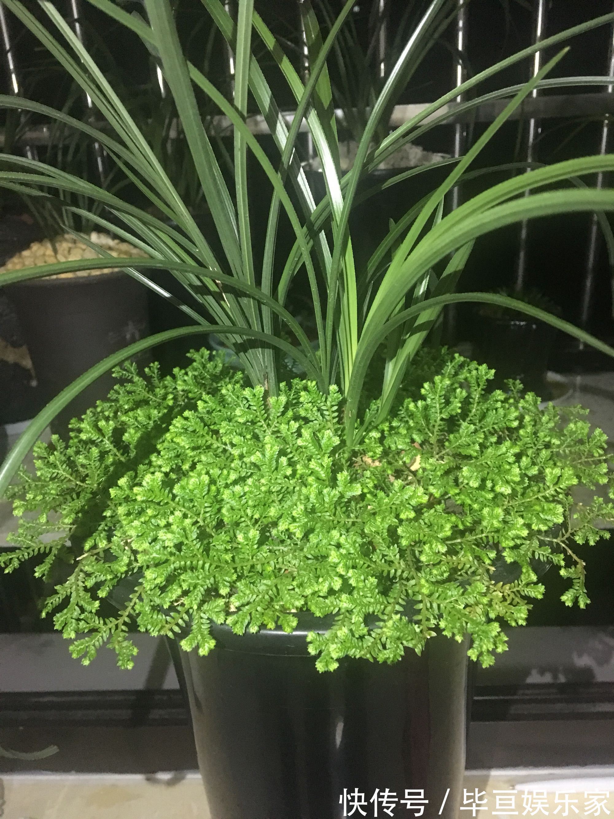 养兰花总是乱浇水盆面铺上翠云草，好看又能管住手，浇水好轻松