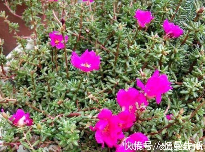 总觉得家里植物开花太少,可以试试这些花,开花量非常大