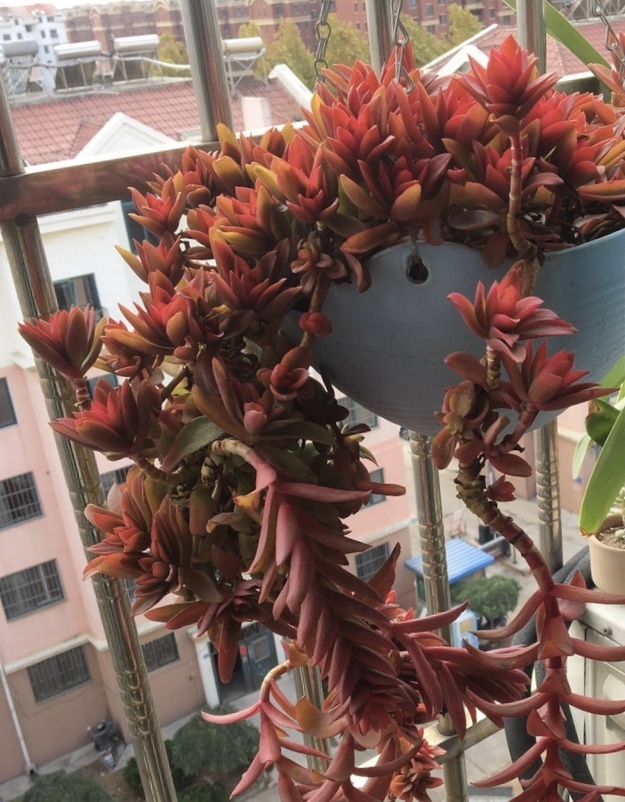 皮实的4种多肉,一年变成老桩,新手、老手都喜欢