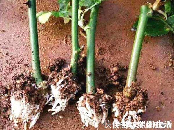 扦插月季不生根?用这捂一捂,过几天“冒白根”,变成月季大户