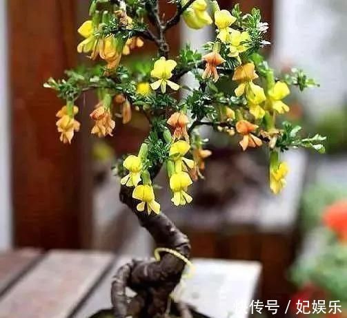 客厅|这3种盆景自带香气、可以抗菌,放在客厅最合适了