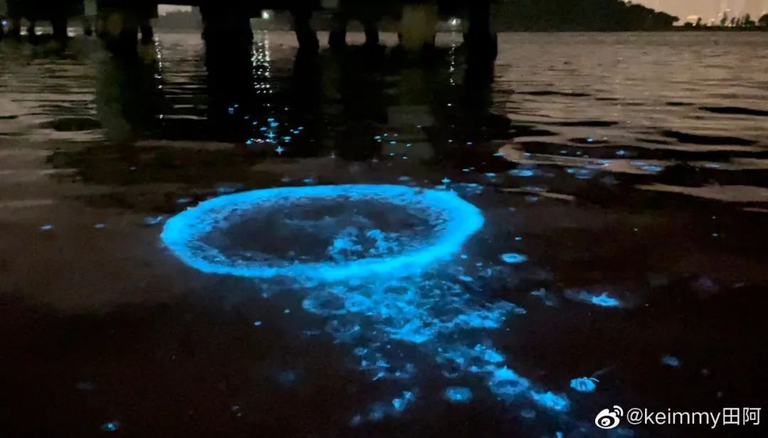海峡导报|突发！厦门海沧湾公园人人人人人