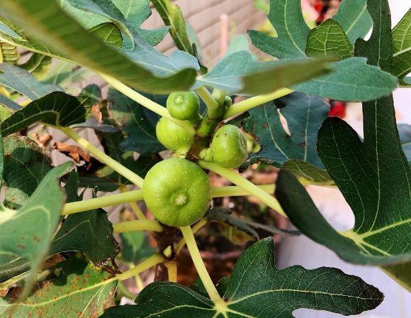 给花浇点“开花水”,花苞全都冒出来,比激素还管用!