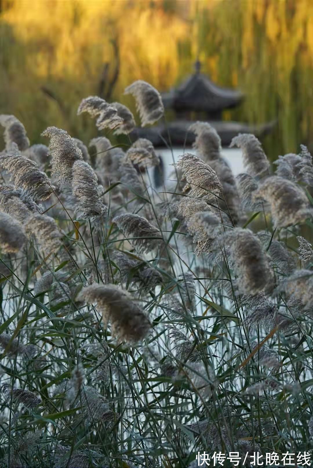 陶然亭公园|让人心旷神怡！湖畔旁一片白茫茫的芦花在陶然亭公园绽放