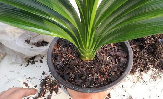 花盆|养君子兰，死记硬背5个要点，啥问题也没有，叶子油绿过年满花箭