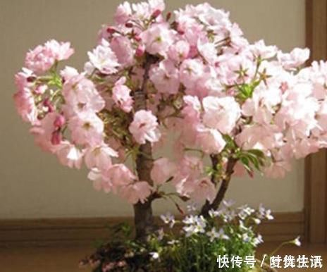 树桩|一鸣惊人的5种树桩盆景，好看还不贵，养家里奢华显档次!