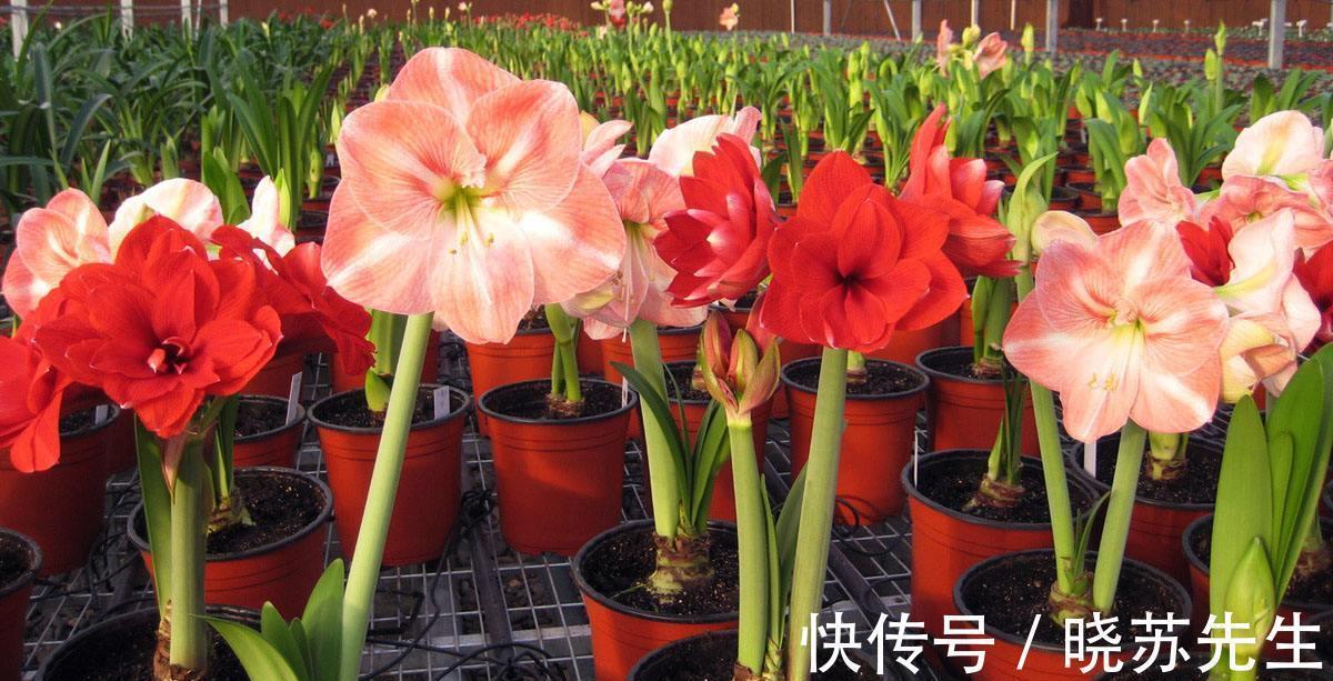 一个大疙瘩,开花“比脸大”,养朱顶红的5个窍门,年年开大花