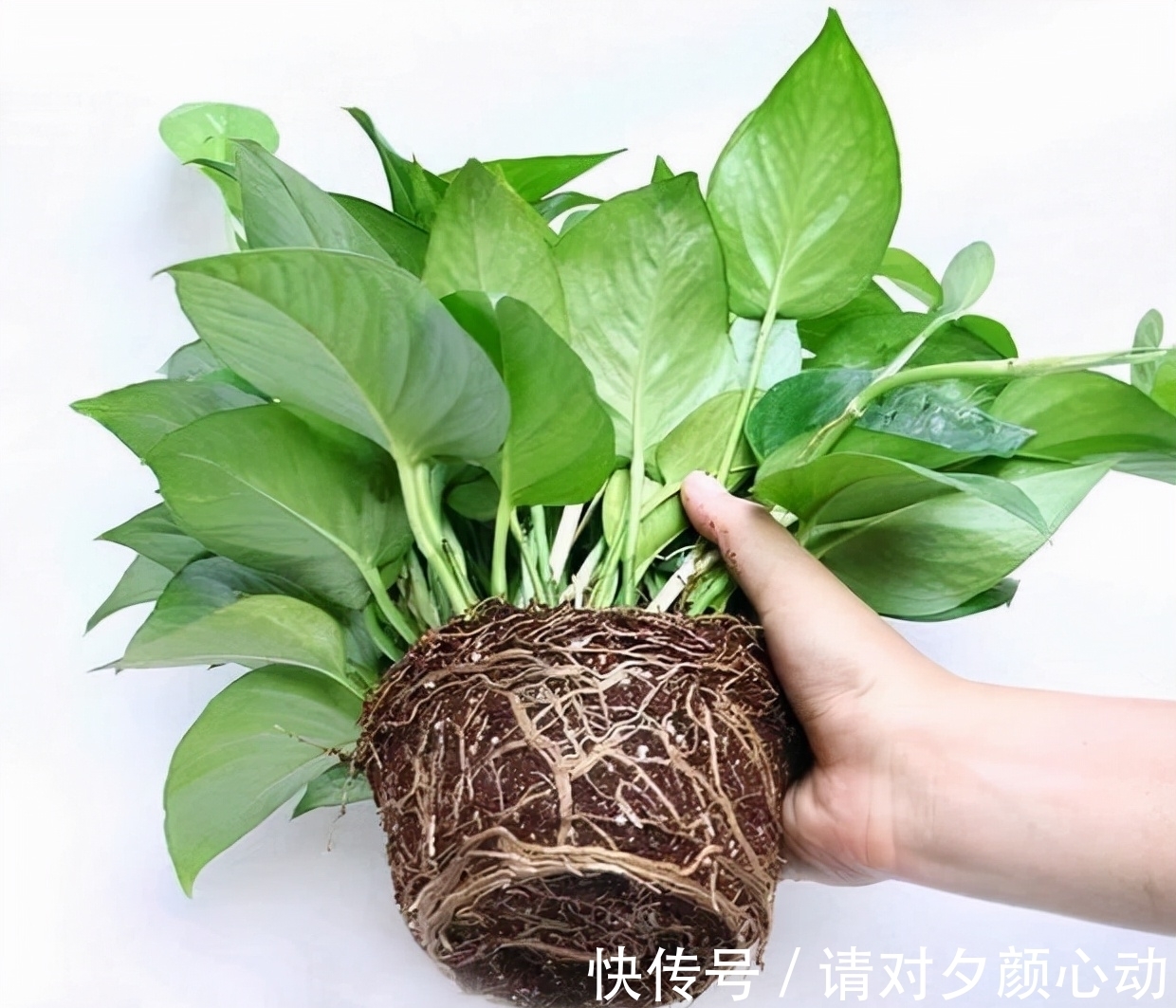 9种养不死的花，绿萝只能排最后，再养不活就剁手吧