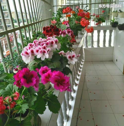 盆花|一米宽的防盗窗,摆满几十盆花,盆盆开爆花,开出小花园