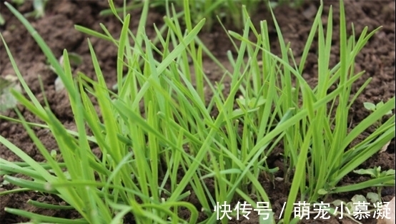 催熟|卖了20年菜的三婶透露:这4种常见的激素蔬菜要牢记,别买错了