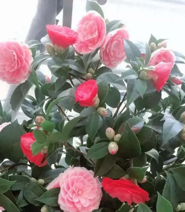 5种生活中的“垃圾”,是很好的“养花神器”,养啥花都旺!