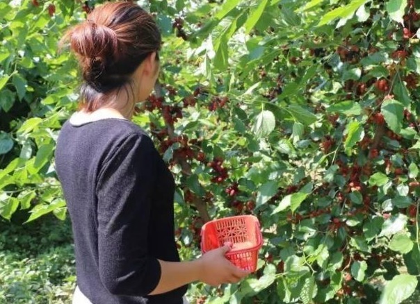 桑葚|桑葚不仅能充饥,还有五种罕见的功效,中医推荐有六种保健作用