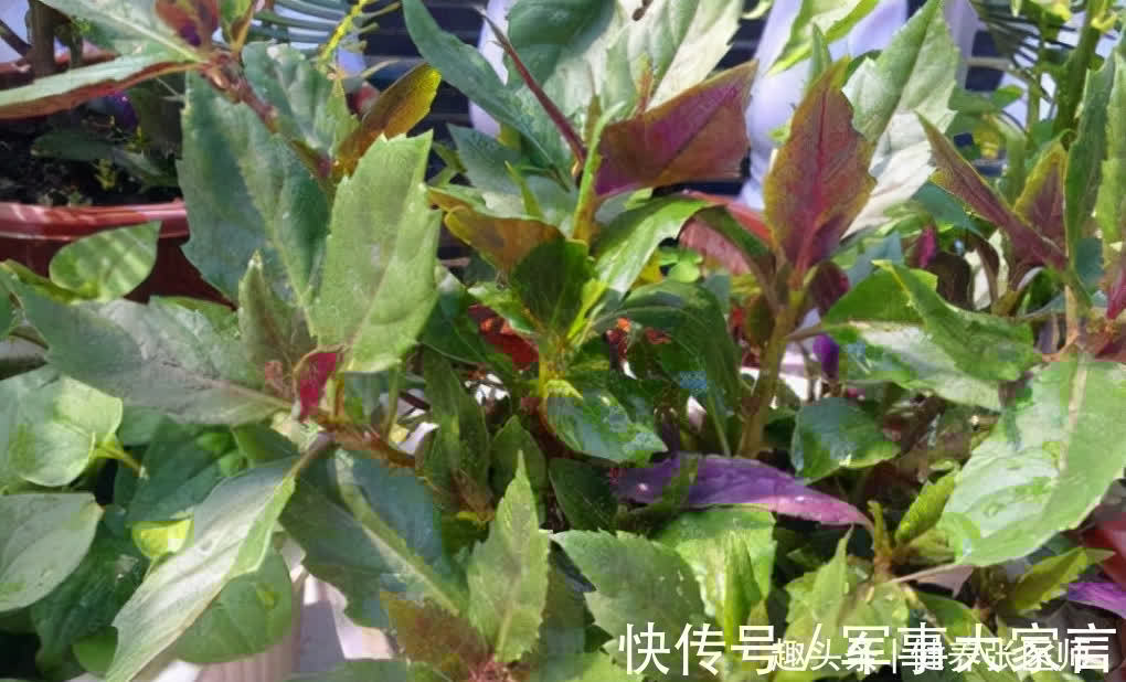 延缓衰老|想体质变好，秋天多吃的食物，保护皮肤、消除斑块，使皮肤洁白